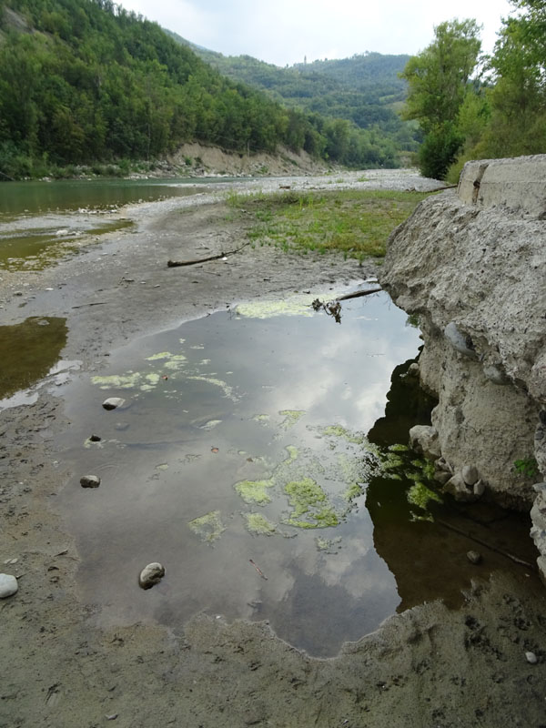 unica foto.....difficile determinarla ? Pelophylax sp. (prov. Piacenza)